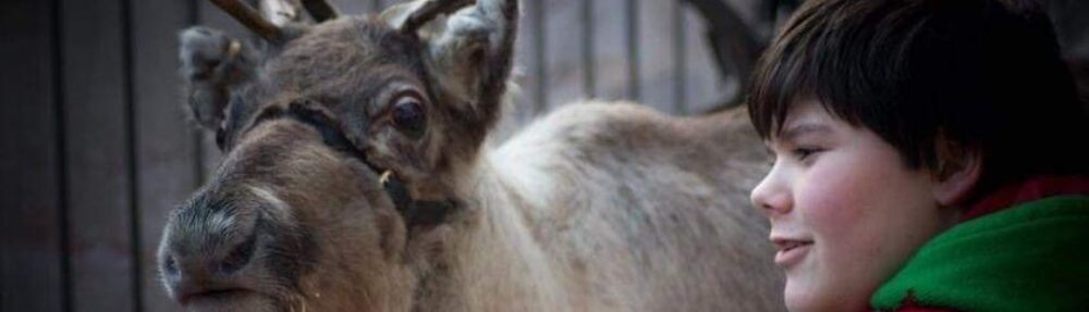 Reindeer At The Park